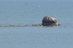 DSC08422 a