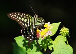DSC08437 a