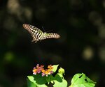 DSC08438 a