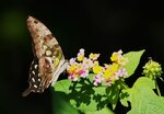 DSC08445 a