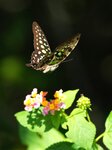 DSC08449 a