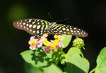DSC08450 a