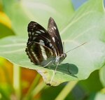 DSC08457 a