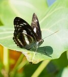 DSC08459 a