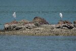 DSC08474 a