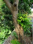 IMG_3183 a