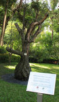 古棗樹-樹齡約四百年