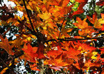 DSCF0103