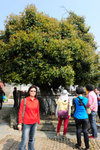 千年桂樹
