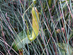DSCF5110