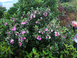 DSCF9837
