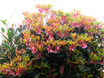 DSCF2785