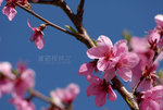 ROB_4457