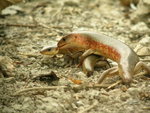 Eumeces_chinensis_20050424_mp_03