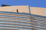 Black Kite 麻鷹