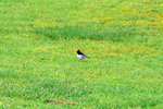 Japanese Wagtail 黑背鶺鴒