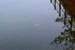 Jellyfish 斑彩水母