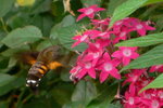 Macroglossum mitchelli 黑長喙天蛾