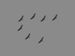 Crested Serpent Eagle_cover 蛇鵰