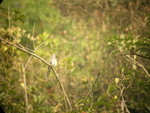 White-cheeked Drongo 白頰灰卷尾