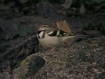 Forrest Wagtail 林鶺鴒