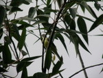Grey Wagtail 灰鶺鴒