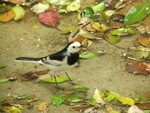 White Wagtail 白鶺鴒