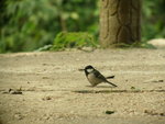 Great Tit 大山雀