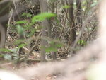 Greater Necklaced Laughing-Thrush 白頰噪鶥