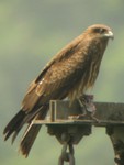 Black Kite 麻鷹