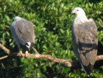 White-bellied Sea-Eagle 白腹海鵰
