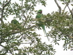 Alexandrine Parakeet 亞歷山大鸚鵡