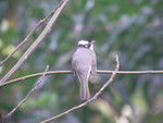 Chinese Bulbul 白頭鵯