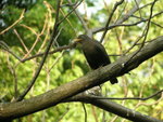 Black Bird 烏鶇