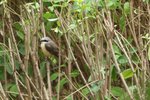 Brown Shrike lanius lucionensis