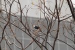 Black Bulbul (white-headed form)