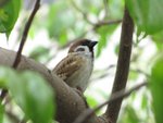 tree_sparrow