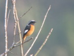 Daurian Redstart 北紅尾鴝