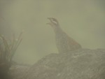 Chinese Francolin 鷓鴣
