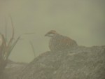Chinese Francolin 鷓鴣