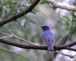 Blue_and_Whitle_Flycatcher_close