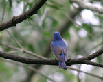 Blue_and_Whitle_Flycatcher_close2