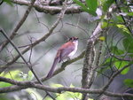 Chestnut Bulbul_01