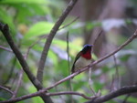 Fork-tailed Sunbird