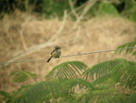 Brown Shrike