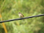 Brown Shrike