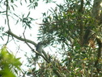 White-cheeked Drongo 白頰灰卷尾