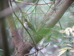 Chestnut Bulbul 栗背短腳鵯