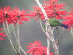 Orange-bellied Leafbird