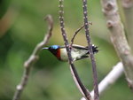 Fork-tailed Sunbird